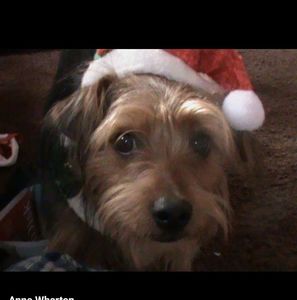 Meet your Posher, Anne